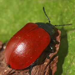 Chrysomela populi Chrysomela populi